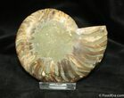 Inch Polished Madagascar Ammonite (Half) #886-1
